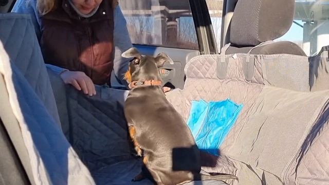 Как возить собаку в машине: автогамак/ для заднего сидения смотреть онлайн