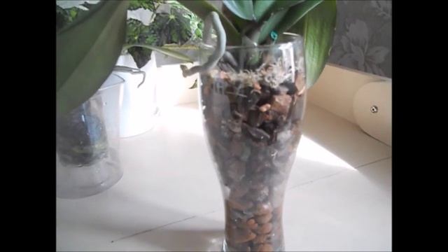 РЕАНИМАЦИЯ орхидеи, с помощью янтарной кислоты в таблетках! Первые результаты! смотреть онлайн