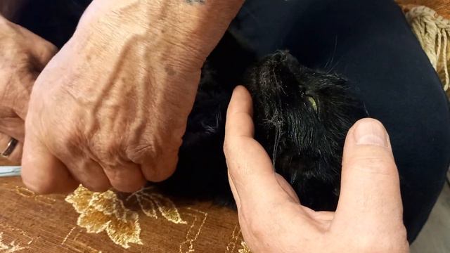 2 апреля 2022 г. В ловушку для мышки попалась Маша. смотреть онлайн