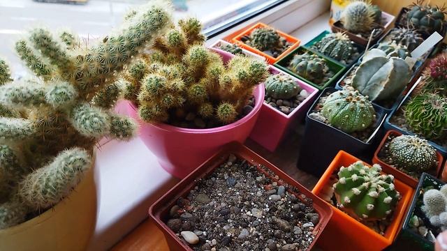 Уход за кактусами весной. Обзор моих кактусов. Вегетативное размножение. смотреть онлайн