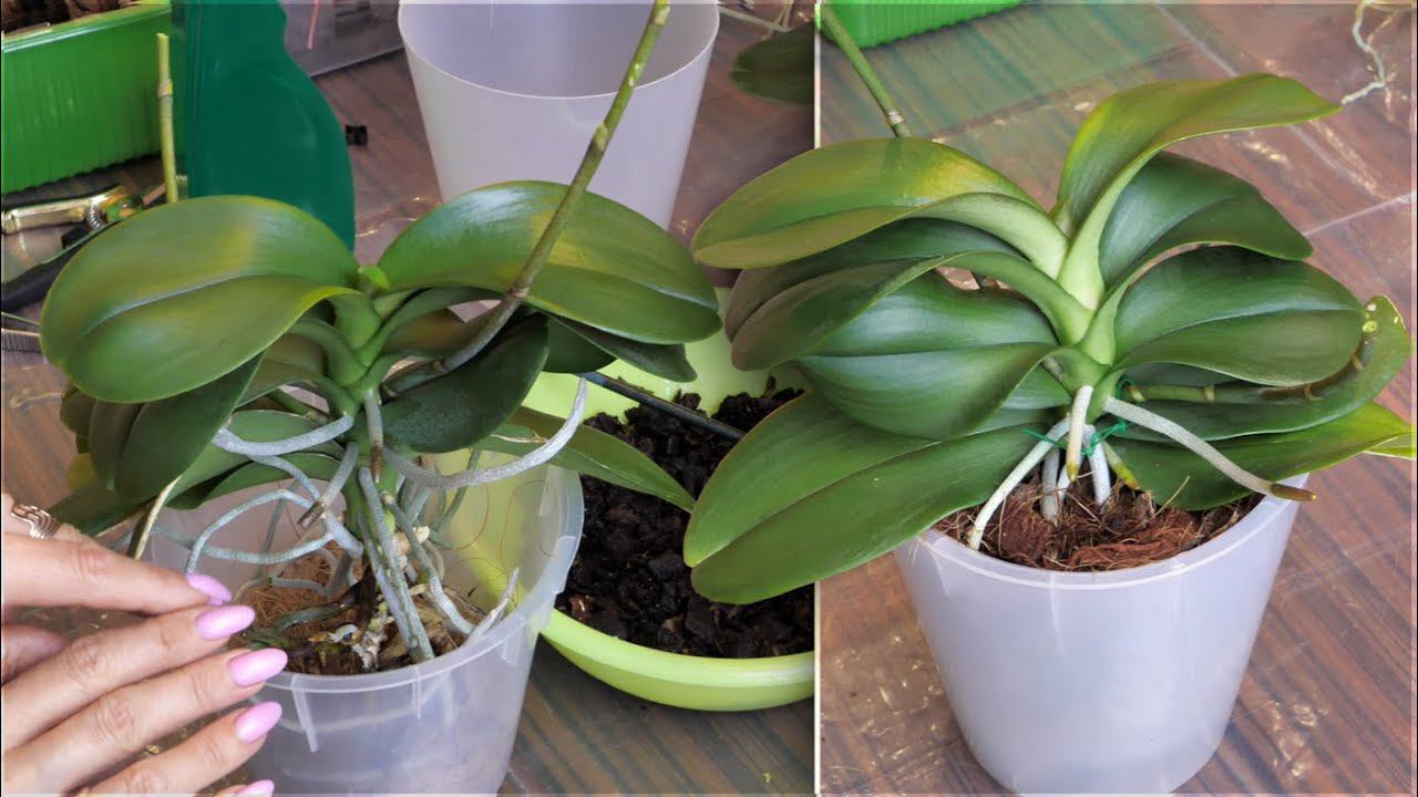 Орхидея НЕ РОСЛА корнями В ГРУНТ. Посмотрим почему и пересадим. смотреть онлайн