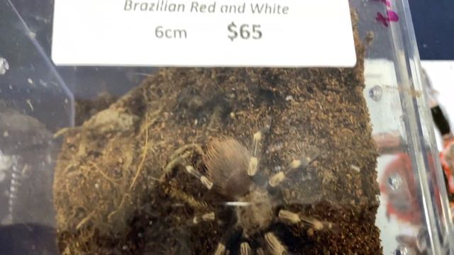 COOLEST Reptiles I Saw At The Toronto Reptile Expo September 2021