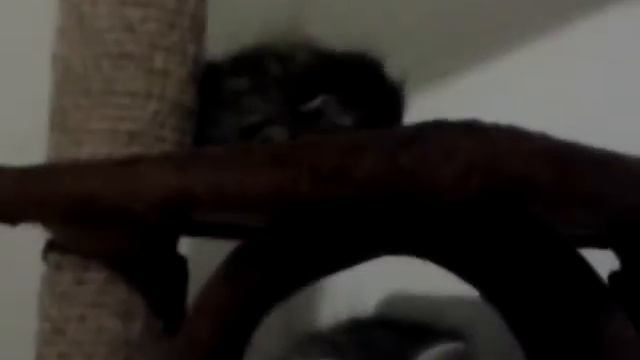 котята смотреть онлайн