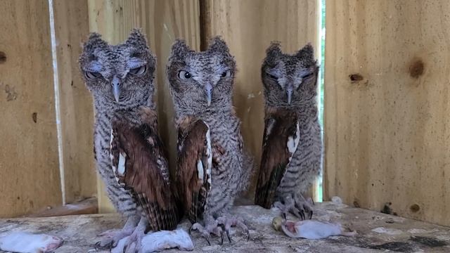 screeches 7 1 20 смотреть онлайн