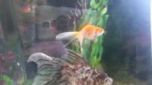 Золотая рыбка поменяла окрас!!!