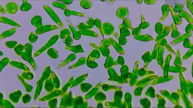 Микромир✌️