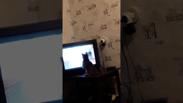 Прикол как кошка ловит мышь в телевизоре:-) смотреть онлайн