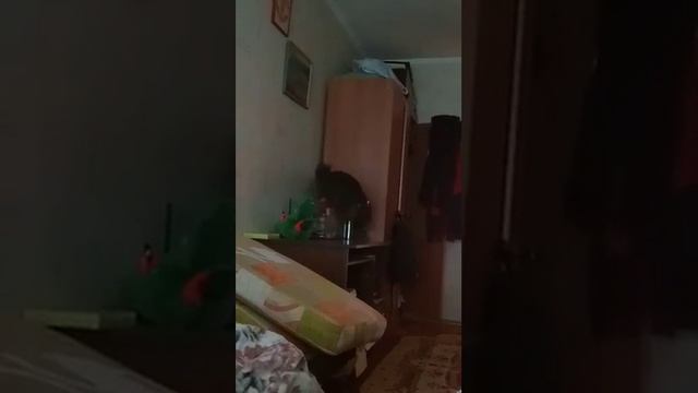 Кошка стенолаз. смотреть онлайн