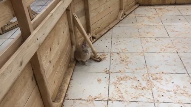ПРОГУЛКА ПО ЯРОСЛАВЛЮ / Посещение контактного зоопарка / ЛИЧНОЕ МНЕНИЕ смотреть онлайн