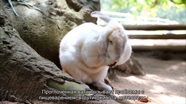 Можно ли хомякам давать вату? смотреть онлайн