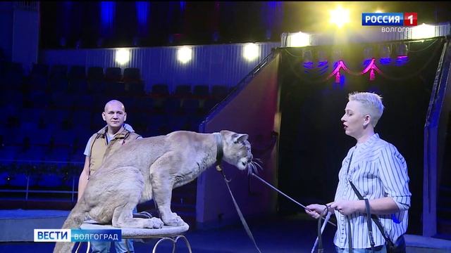 Волгоградский цирк возобновляет работу новогодним представлением смотреть онлайн