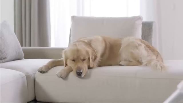 Xiaomi Roidmi F8 [Coupon Inside]