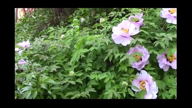 Мой древовидный пион. смотреть онлайн