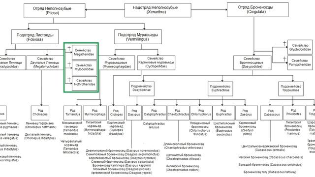 Надотряд Неполнозубые смотреть онлайн