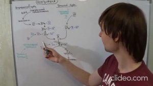 коагуляционный гемостаз