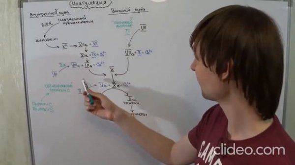 коагуляционный гемостаз