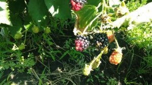 Обзор ежевики Вошито (Уошито)/ Blackberry Ouachita