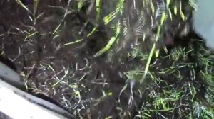 Солома проросла, червю нравится/Разведение червя дендробена