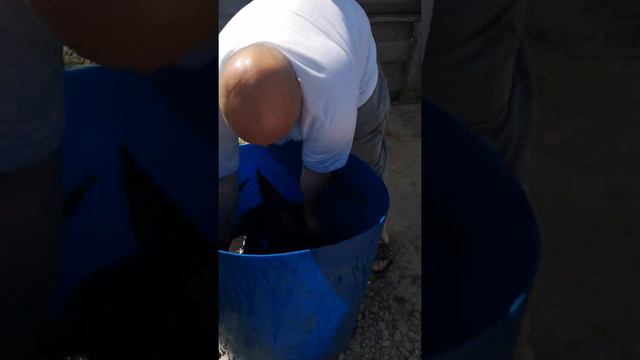 рыбалка в кокино. запуск осетра в садок док плюс кг. ч3 смотреть онлайн