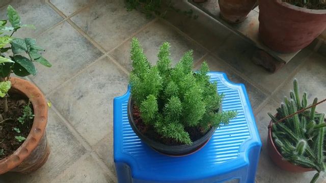Foxtail fern: Grow n care tips# फॉक्सटेल फन को कैसे लगाएं/बिना केयर के चलने वाला पौधा смотреть онлайн