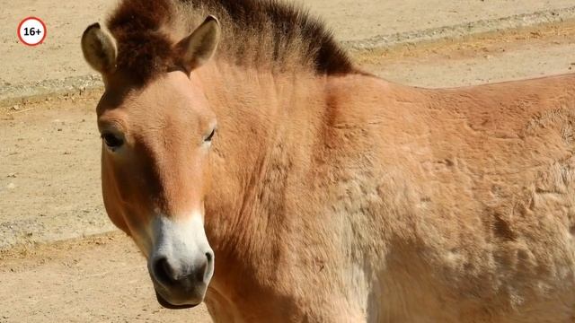 САМЫЕ НЕОБЫЧНЫЕ ЖИВОТНЫЕ РОССИИ смотреть онлайн