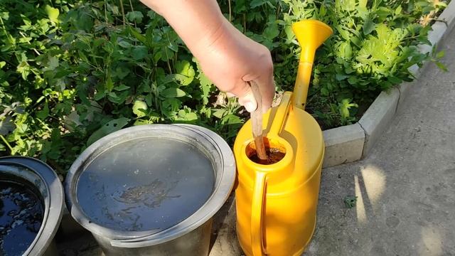 Подкормка лука в июне для крупной головки. смотреть онлайн