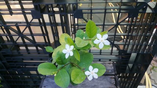 Райтия антидизентерийная Wrightia antidysenterica смотреть онлайн