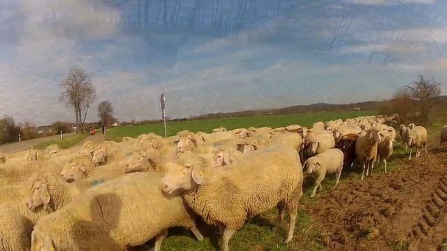 Don´t feed the Animal! смотреть онлайн