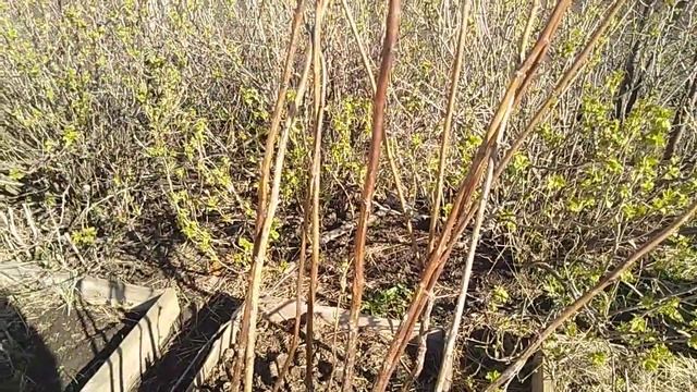 Малиновое дерево Таруса - особенности выращивания и ухода // Ягодная Империя Анастасии смотреть онлайн