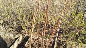 Малиновое дерево Таруса - особенности выращивания и ухода // Ягодная Империя Анастасии