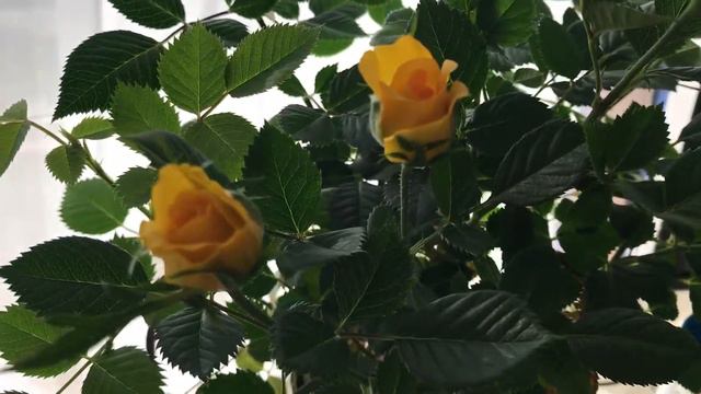 Bloom 🌹update on rose bush смотреть онлайн