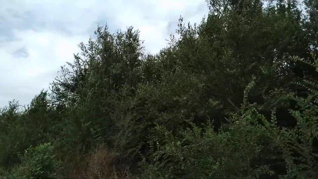 Лес посреди степи / Маслово. Крым смотреть онлайн