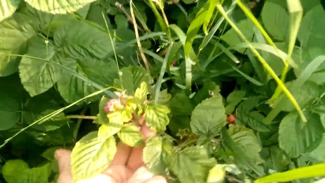 Сорт Малины Бабье Лето 2 смотреть онлайн