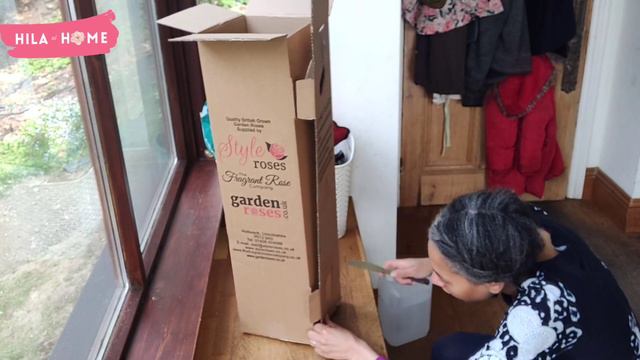 MME. ALFRED CARRIÈRE Climbing Rose Unboxing смотреть онлайн