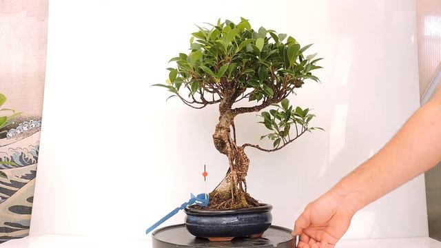 Vídeo 360º Bonsái Ficus (Tiger Bark) FCR74. смотреть онлайн