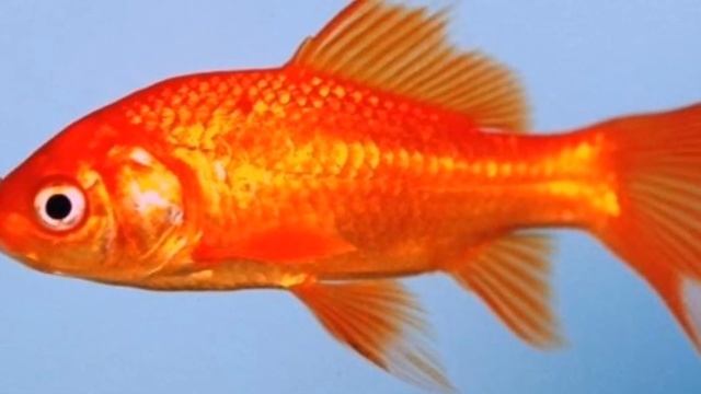 КОМЕТА. СОДЕРЖАНИЕ , КОРМЛЕНИЕ И РАЗВЕДЕНИЕ. смотреть онлайн