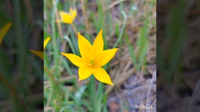 Ансамбль " Ивушка " смотреть онлайн