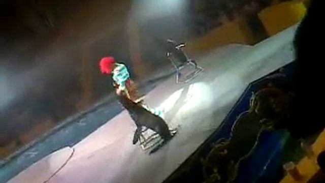 Цирк на воде в Душанбе смотреть онлайн