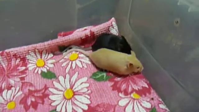 МЫШАТКИ ДЕКОРАШКИ " Мари Мистик " ) смотреть онлайн