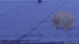 IT IS WEDNESDAY MY DUDES COMPILATION