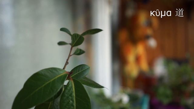 SONY a7 II (ILCE-7M2) + Sonnar T* FE 35 мм F2.8 ZA (SEL35F28Z) Video Test (Jalousie & Flowers) смотреть онлайн