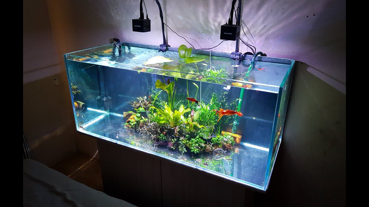 Почему не растут растения в аквариуме смотреть онлайн