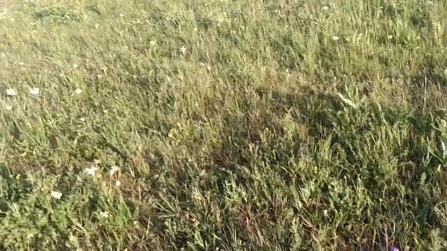 (Влог 2) Кладбище смотреть онлайн