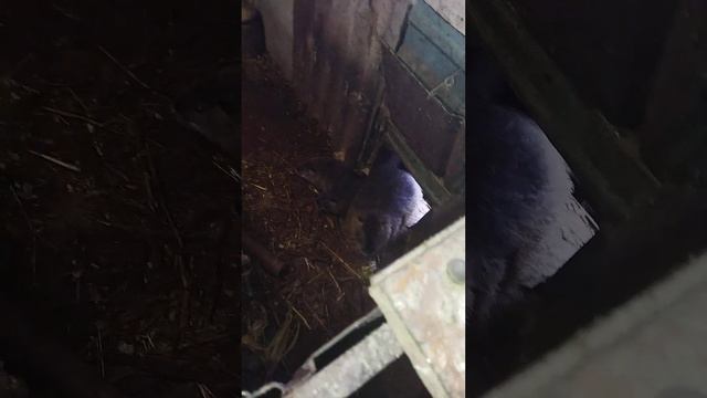 Вес 2 мес. нутрят, кинул самца к самке. Нутрии писяют, что делать? смотреть онлайн