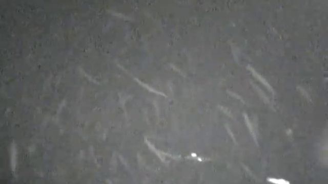 2015-02-11 Подледная съемка зимней рыбалки. м.Свободный. смотреть онлайн