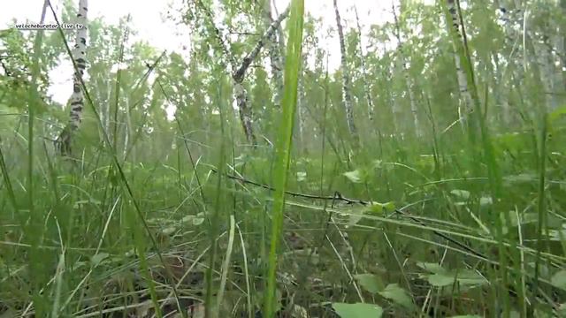 живые звуки природы берёзовая роща beautiful Russian nature смотреть онлайн