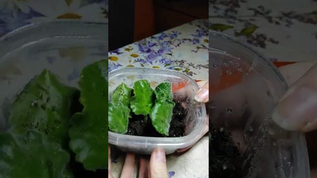 Тепличка для фиалок, из обычного контейнера смотреть онлайн