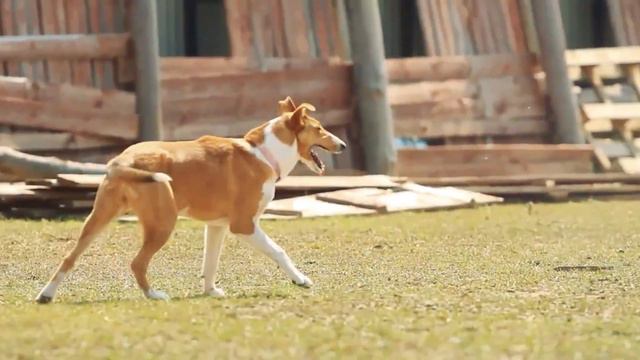 Top 10 Easiest Dog Breeds To Own - Dogs 101