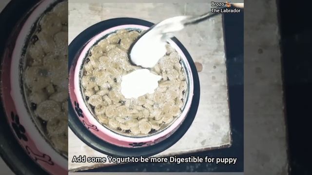 How to Feed Your Puppy || Best food for Puppy - Monge Dog Food смотреть онлайн