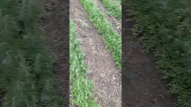 кресс салат 2021 смотреть онлайн